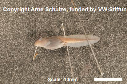 Sorry, no picture available